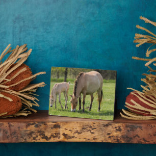 Plaque Photo Cheval de Przewalski et poulain en pâture