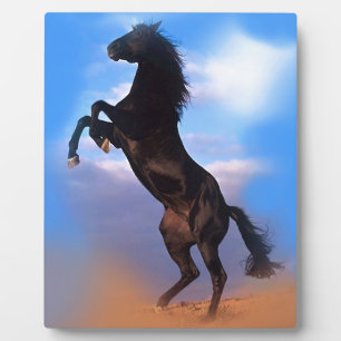 Plaque Photo Cheval d'élevage