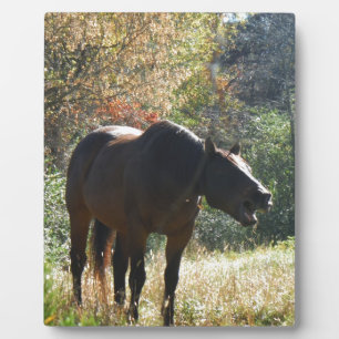 Plaque Photo Cheval en automne