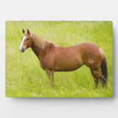 Plaque Photo Cheval en champ de printemps (Devant)