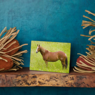 Plaque Photo Cheval en champ de printemps