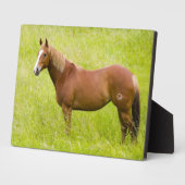 Plaque Photo Cheval en champ de printemps (Côté)