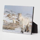 Plaque Photo Cheval islandais | Blonduos, Islande (Côté)