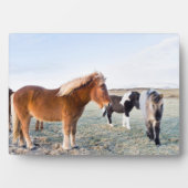 Plaque Photo Cheval islandais en hiver en Islande (Devant)