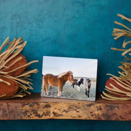 Plaque Photo Cheval islandais en hiver en Islande (Côté)