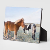 Plaque Photo Cheval islandais en hiver en Islande (Côté)