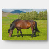 Plaque Photo Cheval islandais Mossfellsbaer (Devant)
