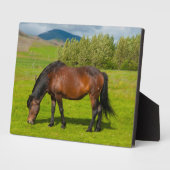 Plaque Photo Cheval islandais Mossfellsbaer (Côté)