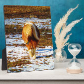 Plaque Photo Cheval miniature Brown et crème dans la neige. (Côté)