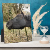 PLAQUE PHOTO CHEVAL NOIR (Côté)