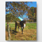 Plaque Photo Cheval Peint, (Devant)