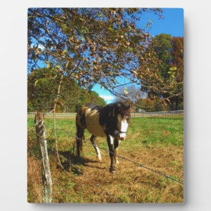 Plaque Photo Cheval Peint,