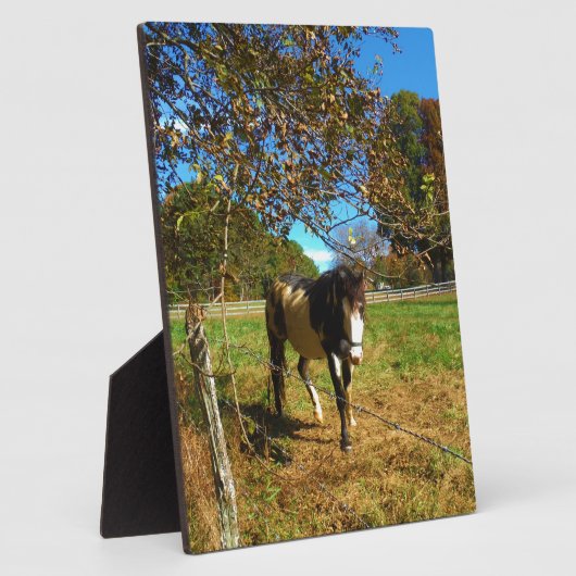 Plaque Photo Cheval Peint, (Côté)