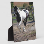 Plaque Photo Cheval Pinto Paint (Côté)