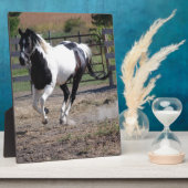 Plaque Photo Cheval Pinto Paint (Côté)