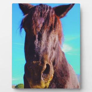 Plaque Photo Cheval pourpre avec Bouche verte