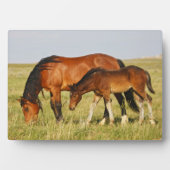 Plaque Photo Cheval sauvage Mère et Colt pâturage (Devant)