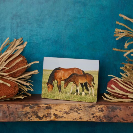 Plaque Photo Cheval sauvage Mère et Colt pâturage (Côté)