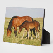 Plaque Photo Cheval sauvage Mère et Colt pâturage (Côté)
