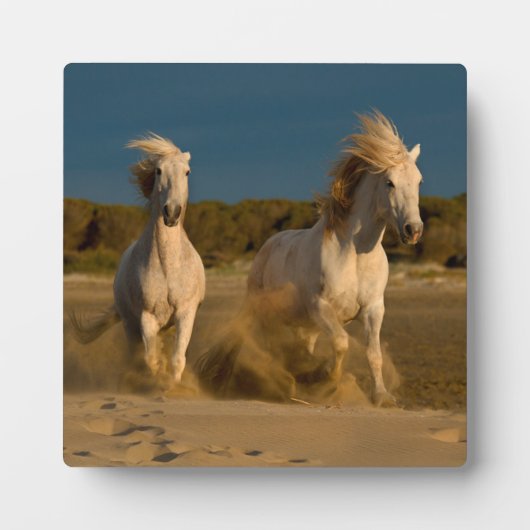 Plaque Photo Chevaux Blancs Courant Sur La Plage | Camargue, Fr (Devant)