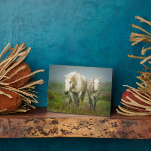 Plaque Photo Chevaux blancs de Camargue en champ