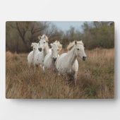 Plaque Photo Chevaux de Camargue courant (Devant)