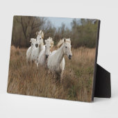 Plaque Photo Chevaux de Camargue courant (Côté)