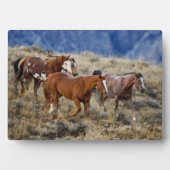 Plaque Photo Chevaux errant dans les collines (Devant)