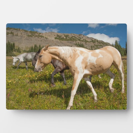 Plaque Photo Chevaux et Mules (Devant)