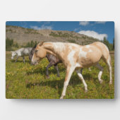 Plaque Photo Chevaux et mulets (Devant)
