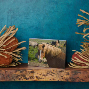 Plaque Photo Chevaux islandais dans le nord-est de l'Islande