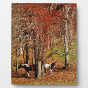 Plaque Photo Chevaux jumeaux Brown et blancs