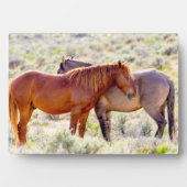 Plaque Photo Chevaux sauvages (Devant)