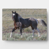 Plaque Photo Chevaux sauvages après un bain de poussière (Devant)