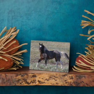 Plaque Photo Chevaux sauvages après un bain de poussière