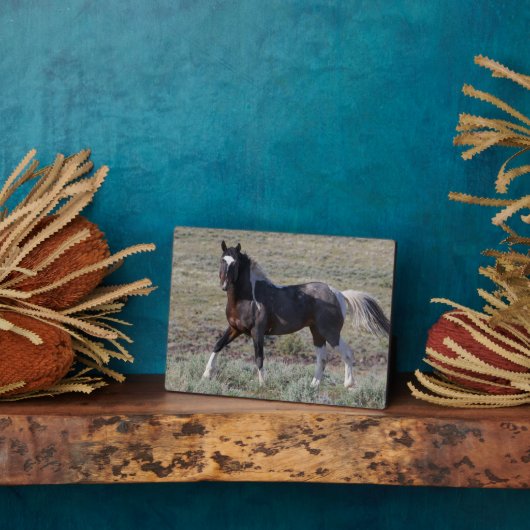 Plaque Photo Chevaux sauvages après un bain de poussière (Côté)