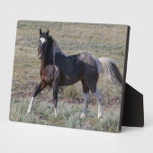 Plaque Photo Chevaux sauvages après un bain de poussière (Côté)