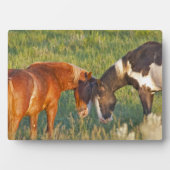 Plaque Photo Chevaux sauvages dans le parc national Theodore Ro (Devant)