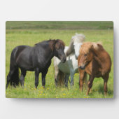Plaque Photo Chevaux sur le Ranch, sud de l'Islande (Devant)