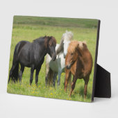 Plaque Photo Chevaux sur le Ranch, sud de l'Islande (Côté)
