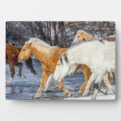 Plaque Photo Chevaux traversant le ruisseau (Devant)