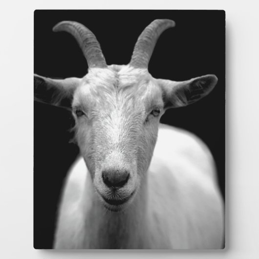 Plaque Photo Chèvre (Devant)