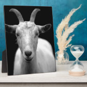 Plaque Photo Chèvre (Côté)