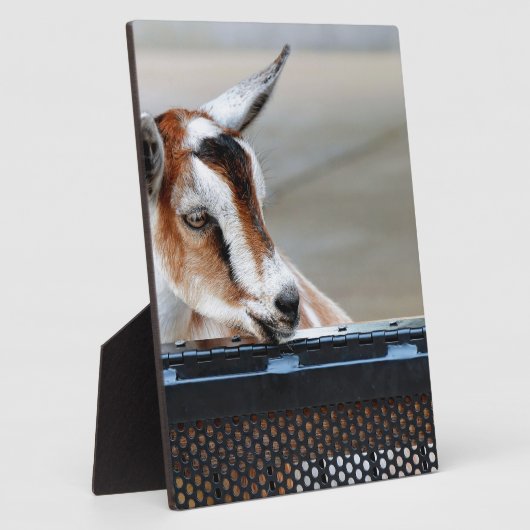 Plaque Photo Chèvre bébé (Côté)