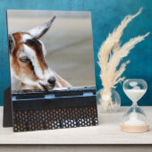 Plaque Photo Chèvre bébé (Côté)