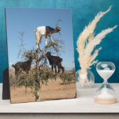 Plaque Photo Chèvres amusantes dans un arbre (Côté)