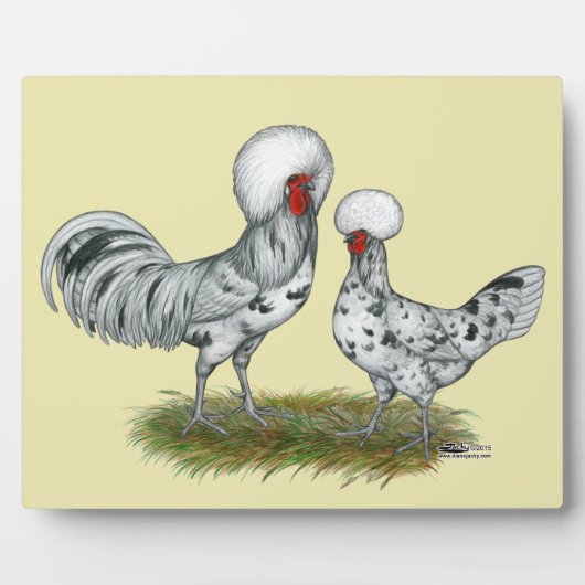 Plaque Photo Chickens de Polish (Devant)