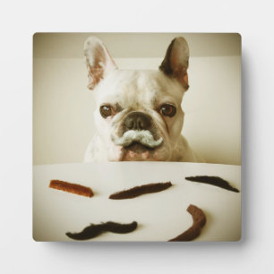 Plaque Photo Chien À Balle Français Avec Moustache