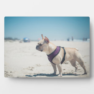 Plaque Photo Chien À La Plage