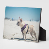Plaque Photo Chien À La Plage (Côté)